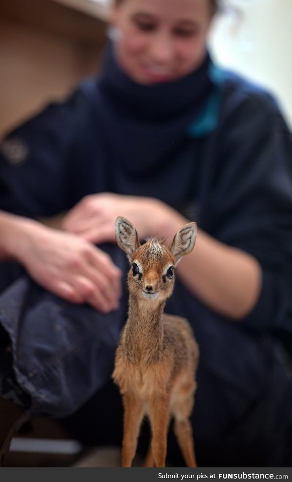 A dik dik pic!