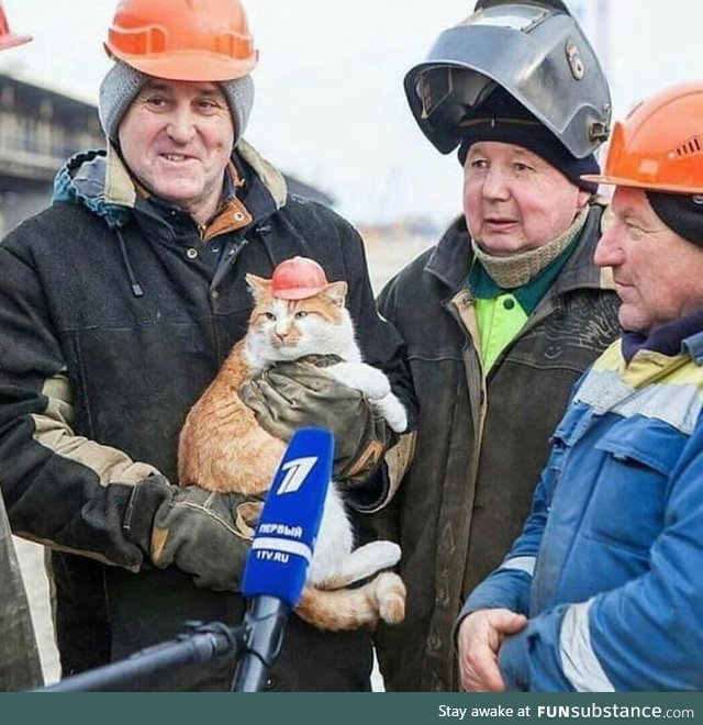 Construction cat with a little red hard hat!