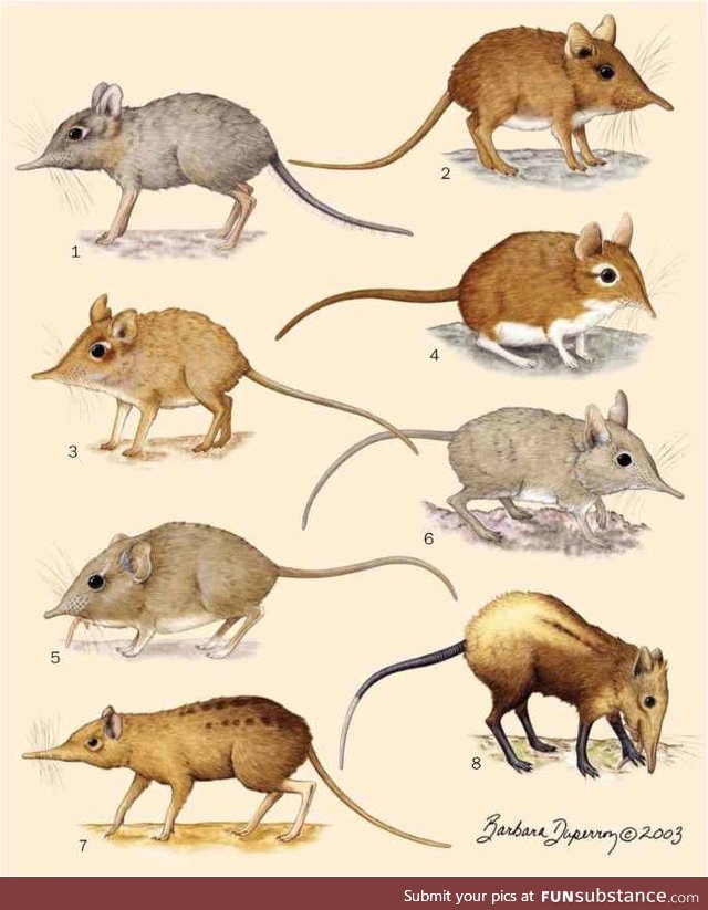 Elephant shrews native to Africa