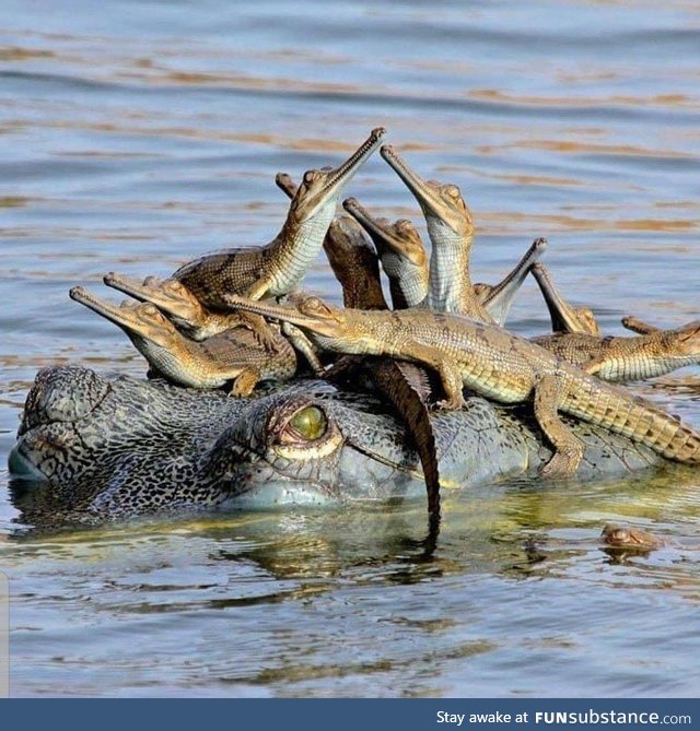 Mama Croc