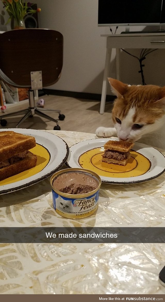 Cats can have a little toast