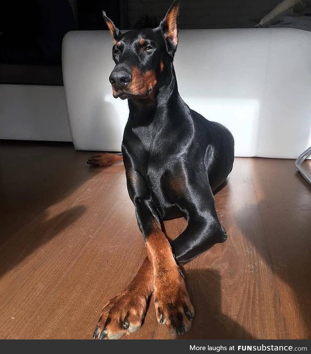 The elegance of a Doberman