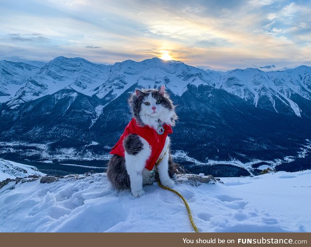 This cat is cooler than you