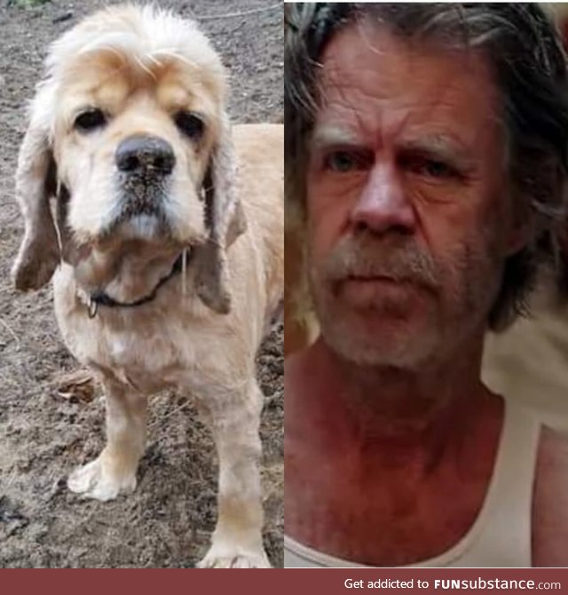 This shelter dog looks like Frank Gallagher