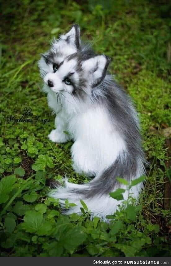 Canadian marble fox