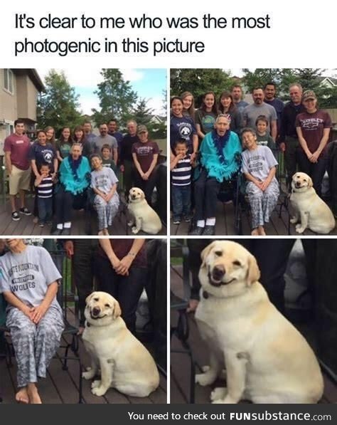 Most photogenic doggo