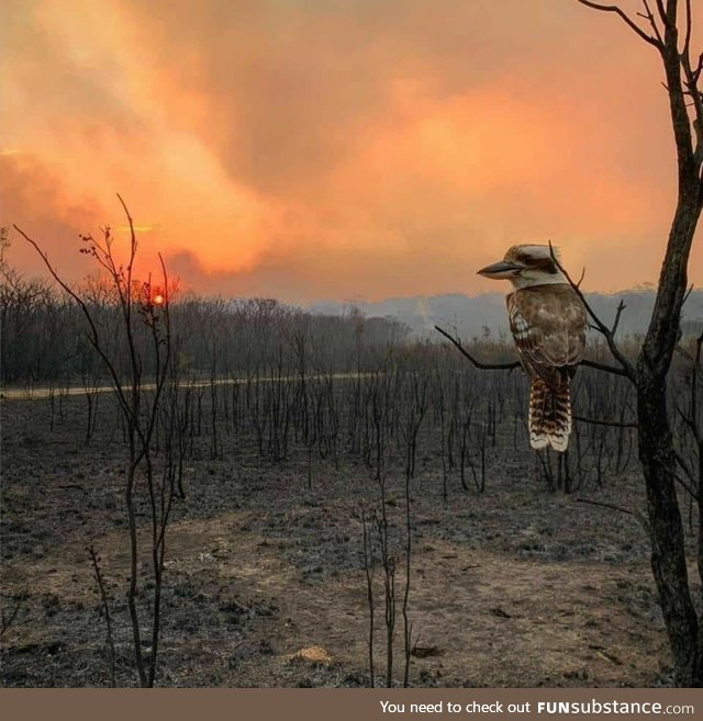 Kookaburra sits in the old gum tree... Rip in peace aus