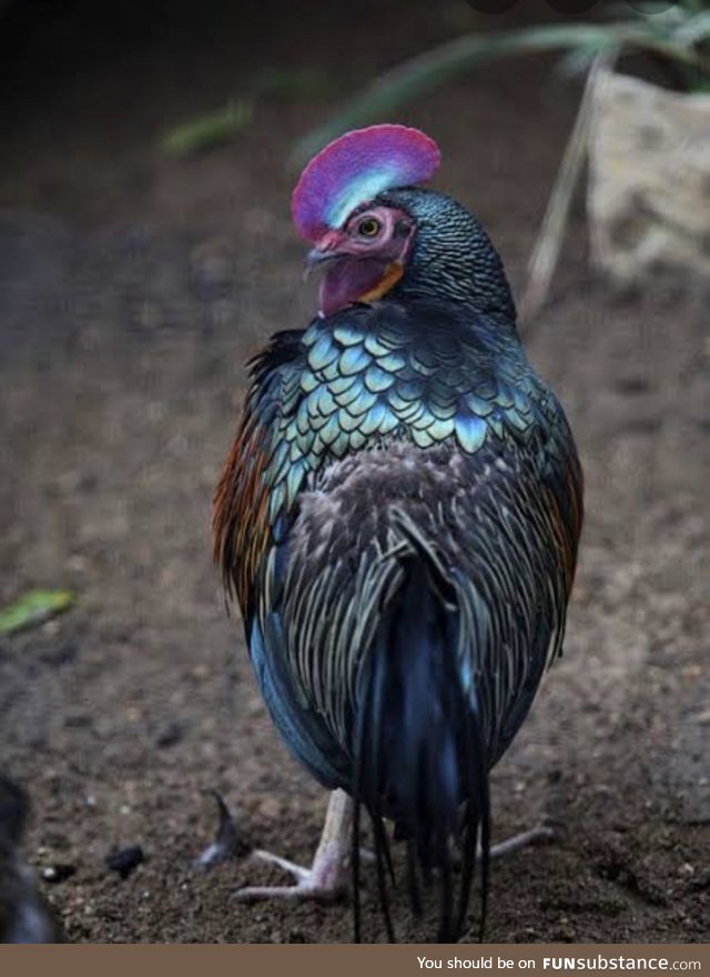 Wild Chickens: Green Jungle Fowl