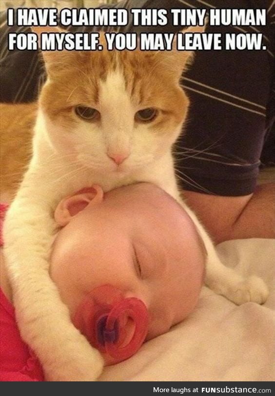 Funny cat says that this tiny human is mine