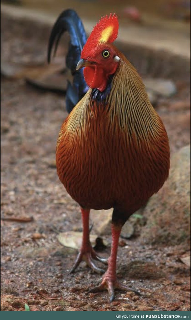 Wild Chickens: Ceylon Junglefowl