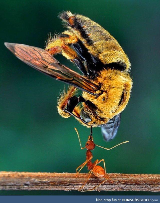 Ant holding up a dead bee