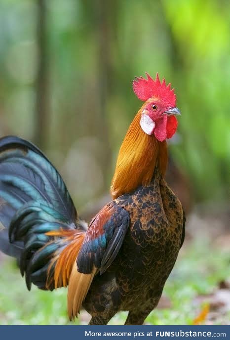 Wild chickens: Red Junglefowl