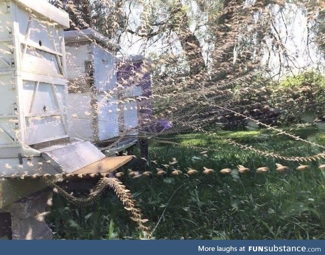 Time lapse at a busy bee airport