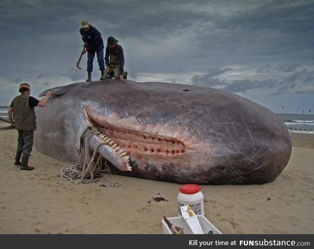 Sperm whales don't have teeth in their upper jaw, instead they just have sockets to fit