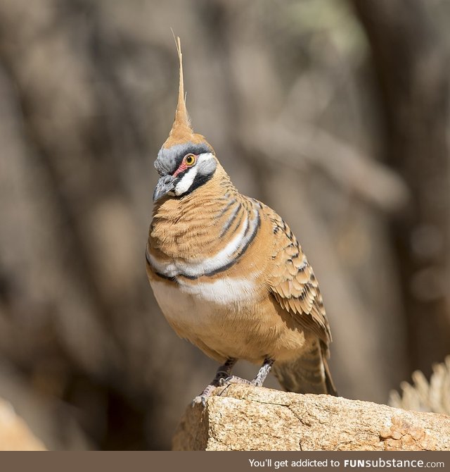 Spinifex pigeon (Geophaps plumifera) - PigeonSubstance