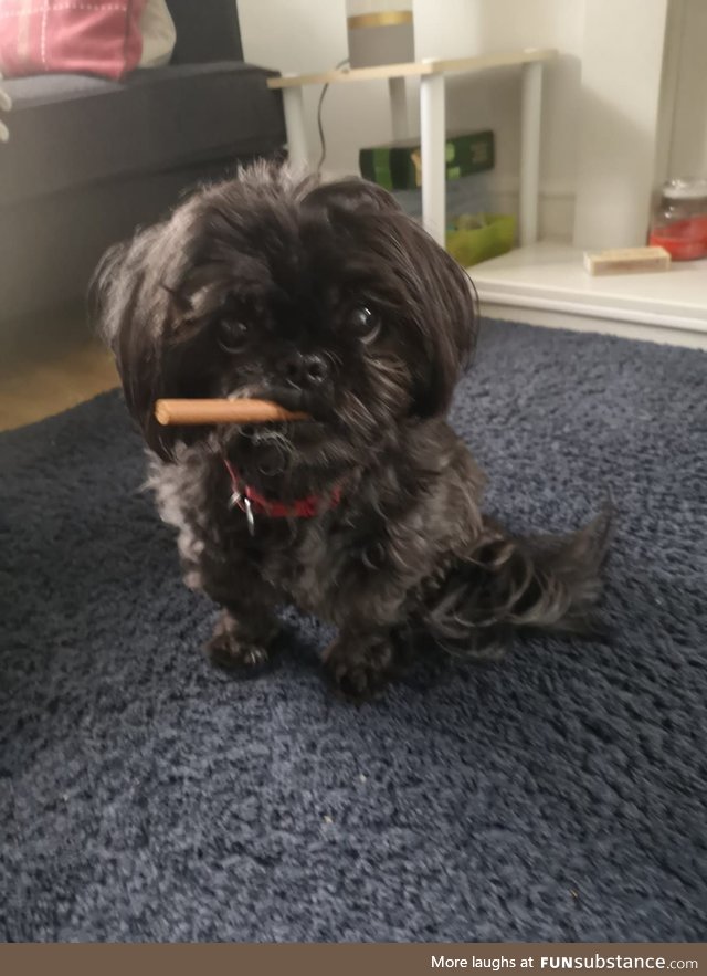 Our Shih Tzu eating a treat looks like WW2 Winston Churchill