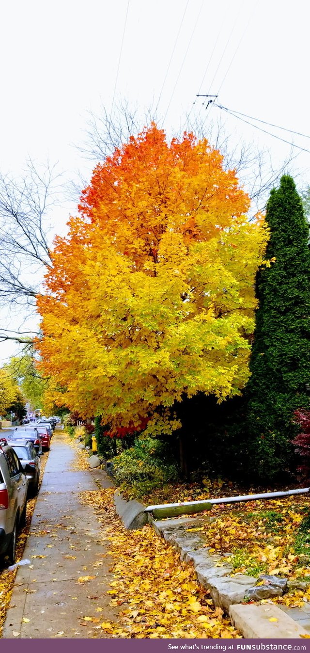 Autumn colours downtown Toronto