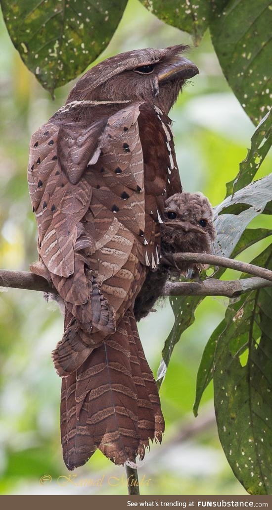 Tawny frogmouth and her chick