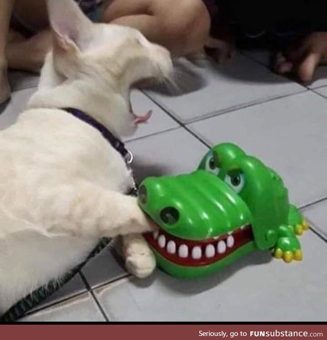 Cat get eaten by alligator