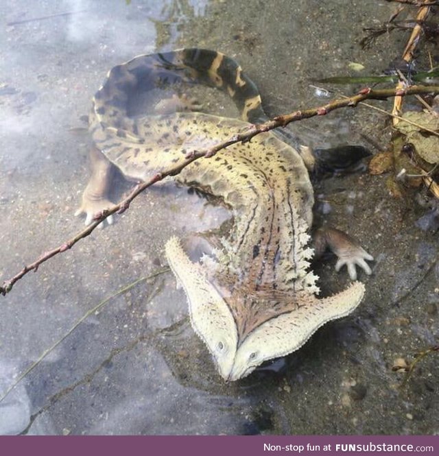 A hammerhead salamander