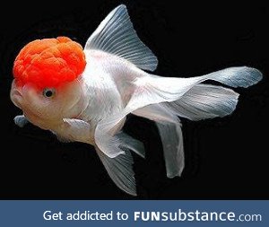 Fishy Fun Day #1: Oranda Goldfish