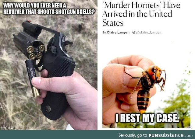 Murder Hornets, you say?