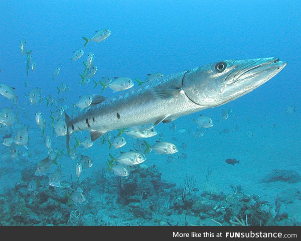 Fishy Fun Day #3: Great Barracuda @happy_frog