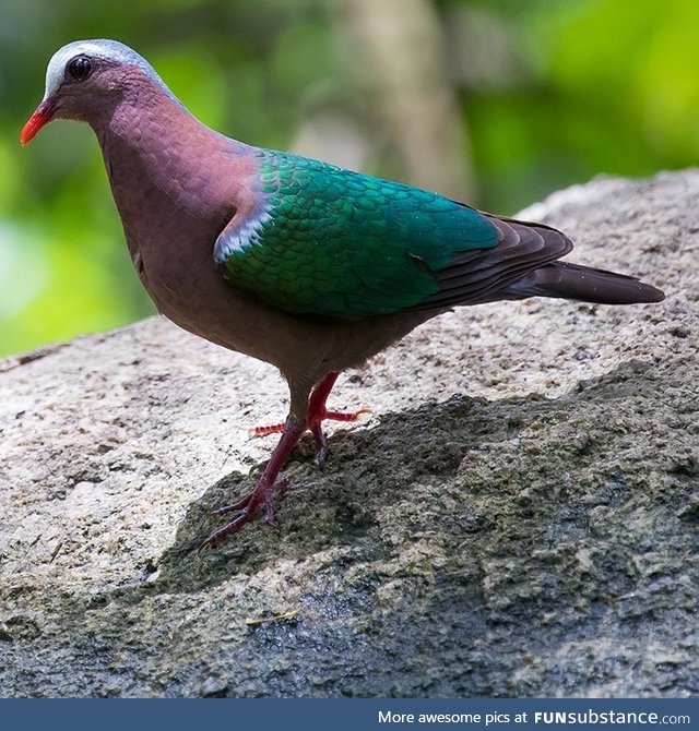 Asian emerald dove (Chalcophaps indica) - PigeonSubstance