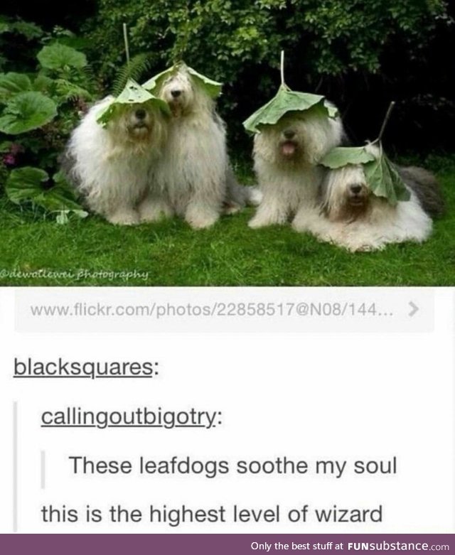 Majestic Leaf Dogs