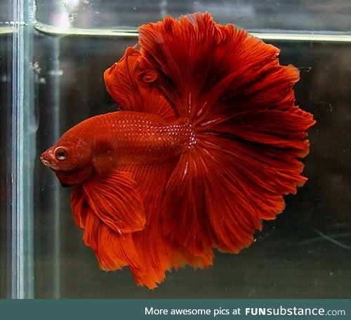 Fishy Fun Day #5: Rosetail Betta @SuperDave