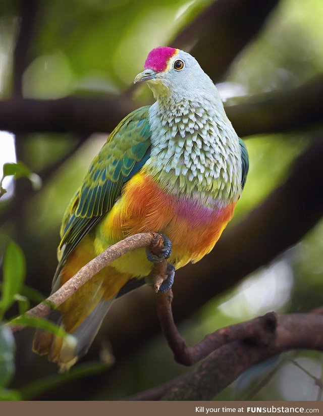 Rose-crowned fruit dove (Ptilinopus regina) - PigeonSubstance