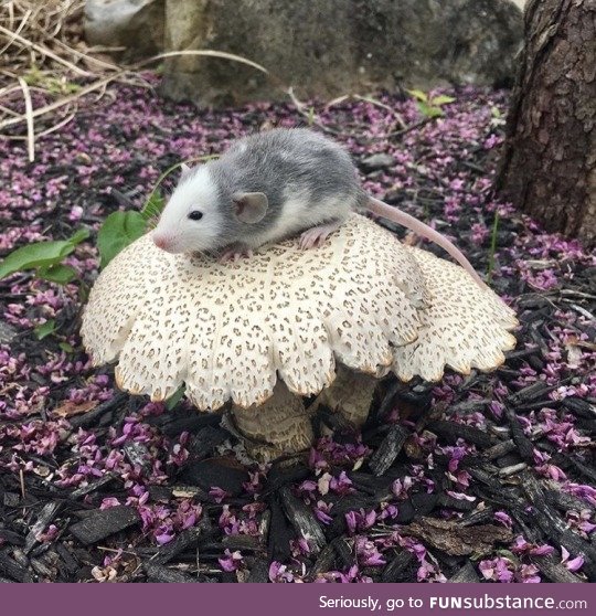 On a mushroom