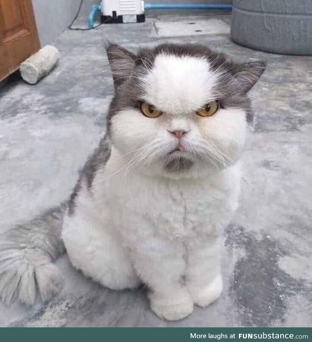 Grumpy cat 2.0