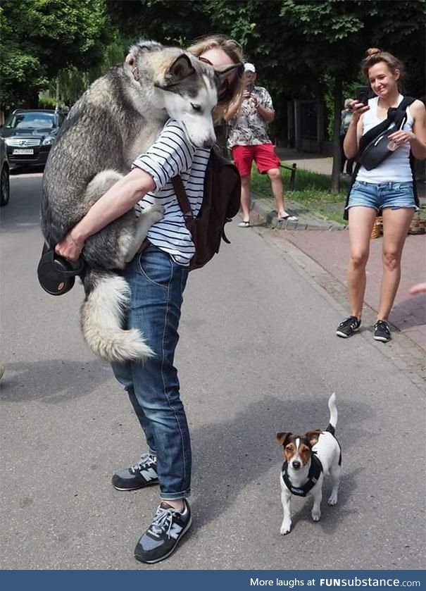 This big dog scared of a tiny dog