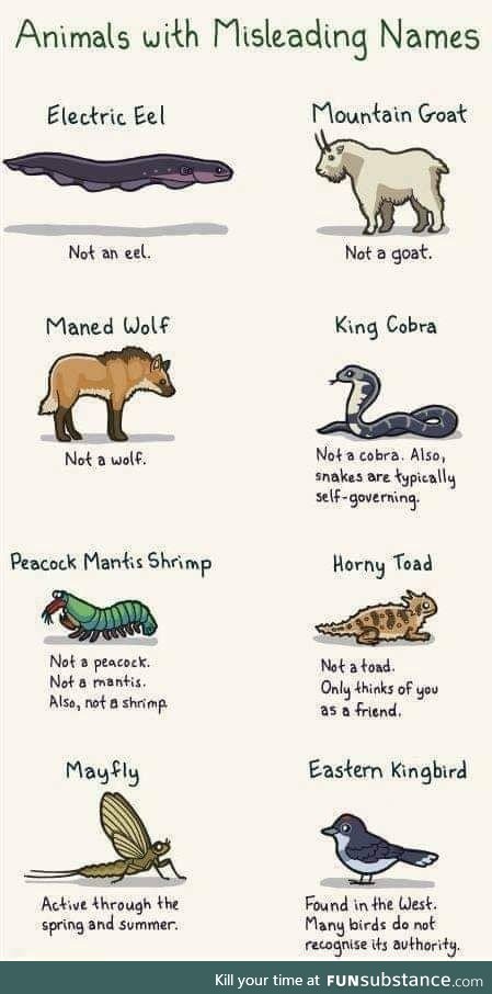 Animals, deciphered