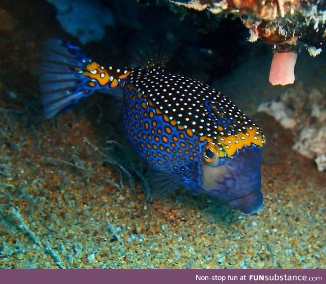 Fishy Fun Day #12: Spotted Boxfish @scatmandingo