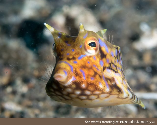 Fishy Fun Day #16: Thornback Cowfish @mialinay