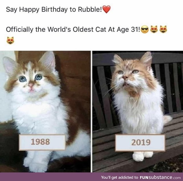 Worlds oldest cat