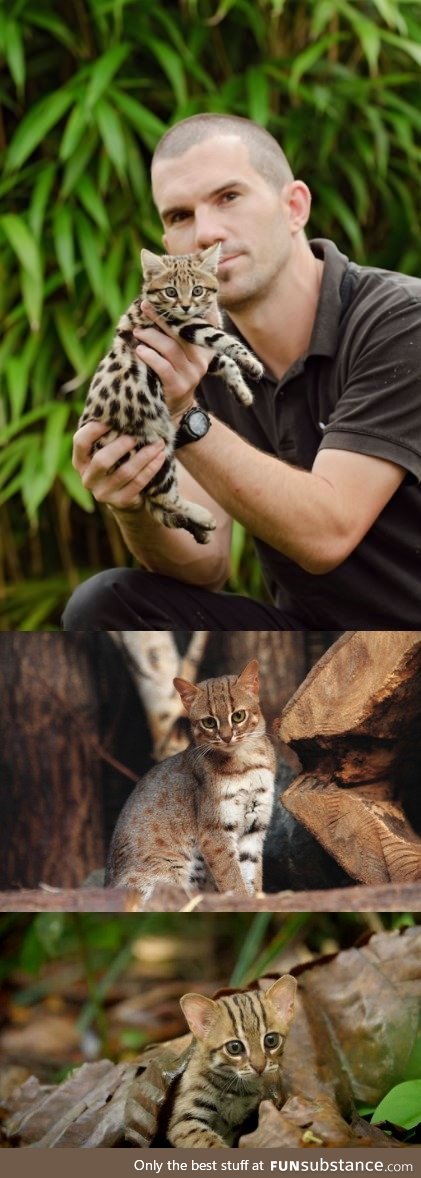 Rusty-Spotted Cat (Possibly the smallest wild-cats in the world)