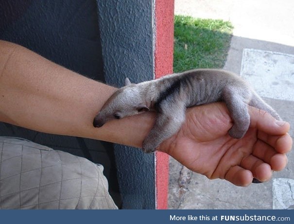 Baby anteaters are a tad needy