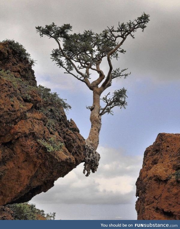 This tree growing on the edge