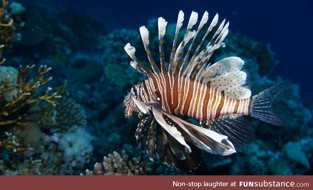 Fishy Fun Day #26: Lionfish @happy_frog