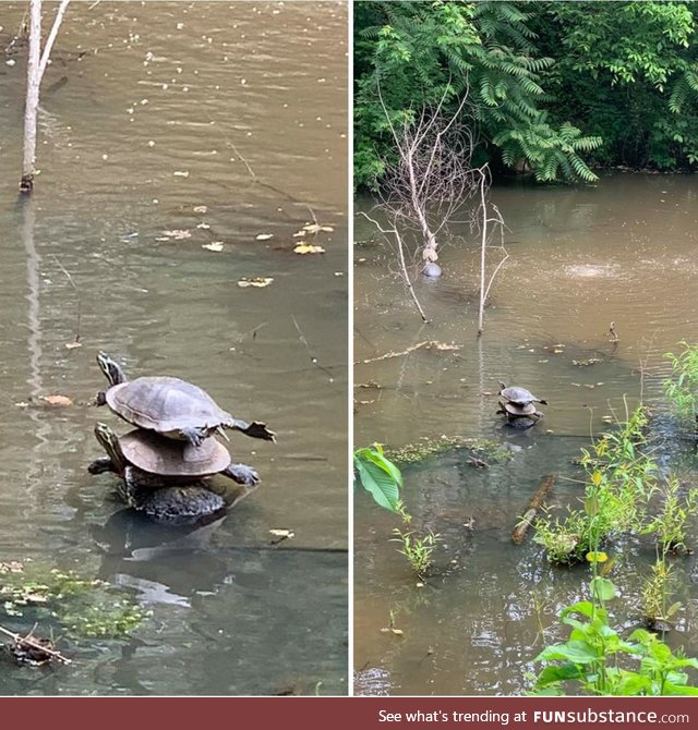 Turtles are stack-able, allegedly