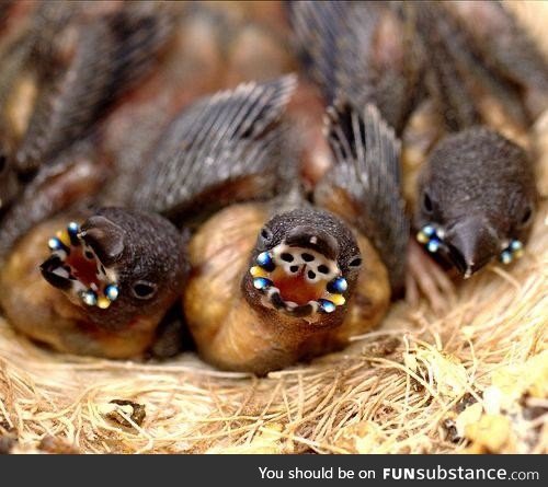 Gouldian finch chicks have blue opalescent beads on the corners of their mouths, making