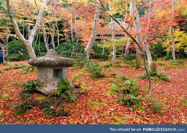 Autumn leaf carpet at Gio-ji Temple