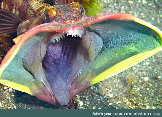 Fishy Fun Day #29: Sarcastic Fringehead @mrscollector @jasonmon