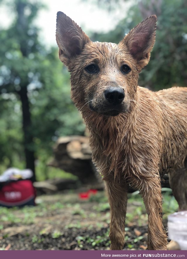 Took the pup to the lake, it was his most favorite day ever