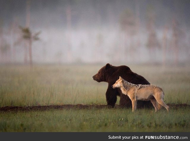 This wolf and bear pair were documented travelling, hunting and sharing food together for