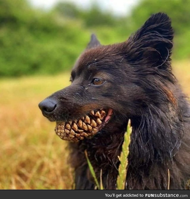 Dog with a Pinecone