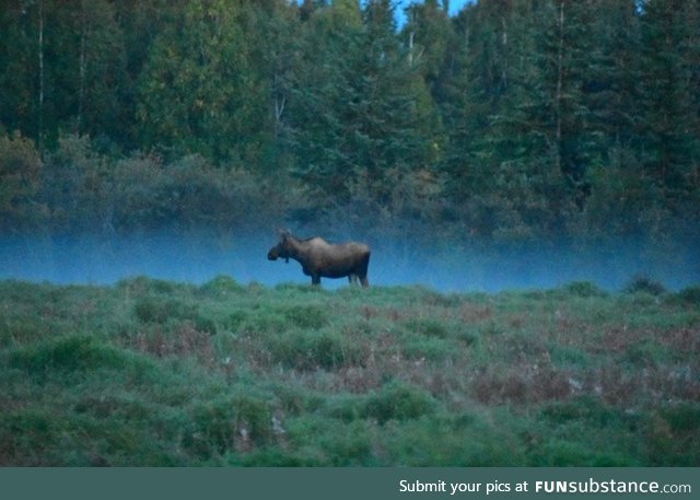 Moose in the mist. Fairbanks, AK